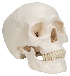 3b Scientific Πρόπλασμα Κρανίου/Κεφαλιού