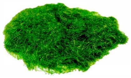 Next Φυτό Μακέτας