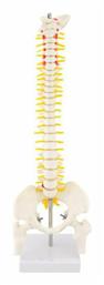 Πρόπλασμα Σπονδυλικής Στύλης (Spine Model) από το Kalousos